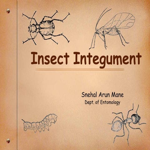 Insect integument