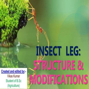 Insect Leg: Structure and Modifications