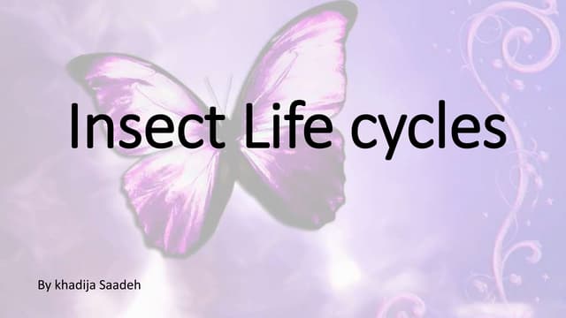 Insect life cycle (grasshopper and ladybug)