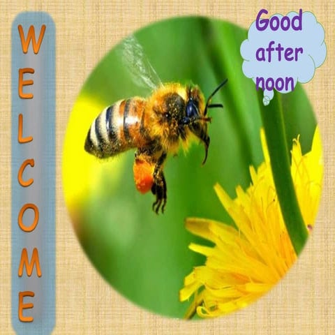 Immature stages of insects and Its types (Classification)