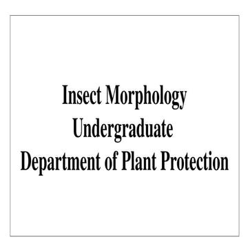 Insect Morphology - Full Course for Undergaduate Students.pptx