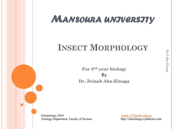 Insect morphology 
