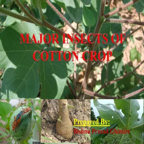 Major Insect of cotton