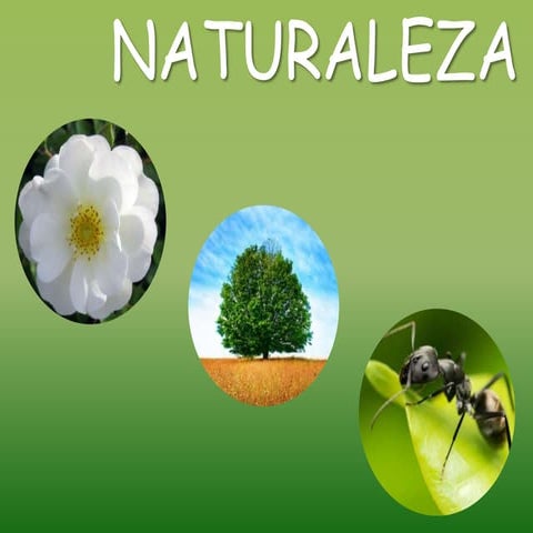 FLORES, ÁRBOLES E INSECTOS! Educación Infantil