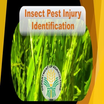 Insect pest injury