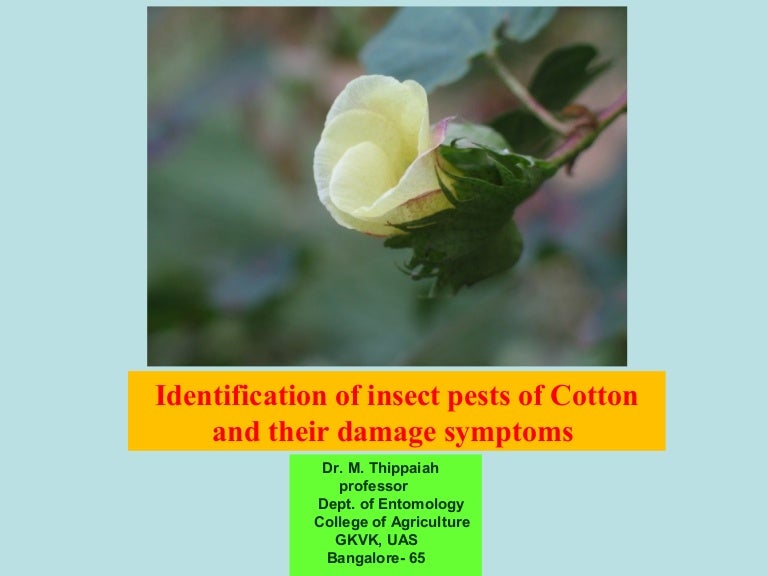 Insect pest of cotton 1