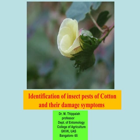 Insect pest of cotton 1