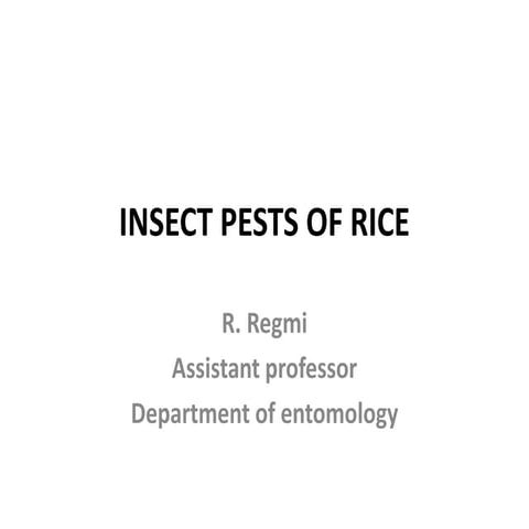 Insect pest of rice