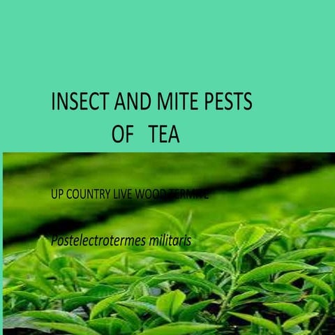 Insect pest of tea