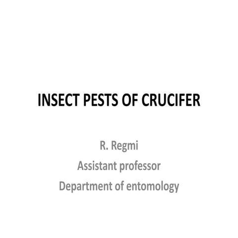 Insect pest or crucifers