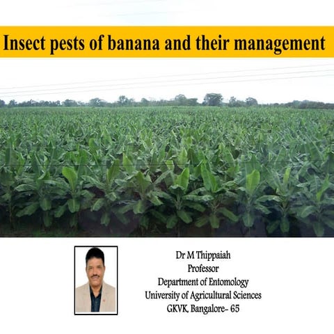 Insect pests of banana