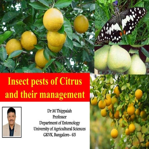 Insect pests of citrus and their control