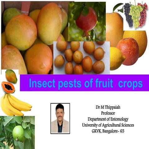 Insect pests of mango