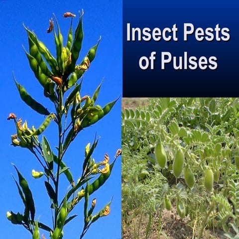 Insect pests of pulses (edited 23.8.08)