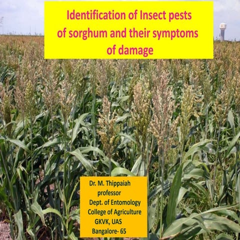 Insect pests of sorghum