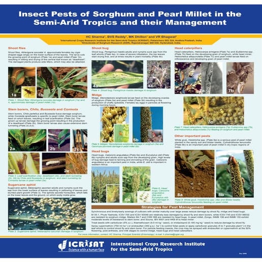   Insect Pests of sorghum and pearl millet in the semi-arid tropics and their...