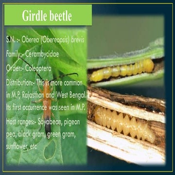 insect  pests of soyabean and their management