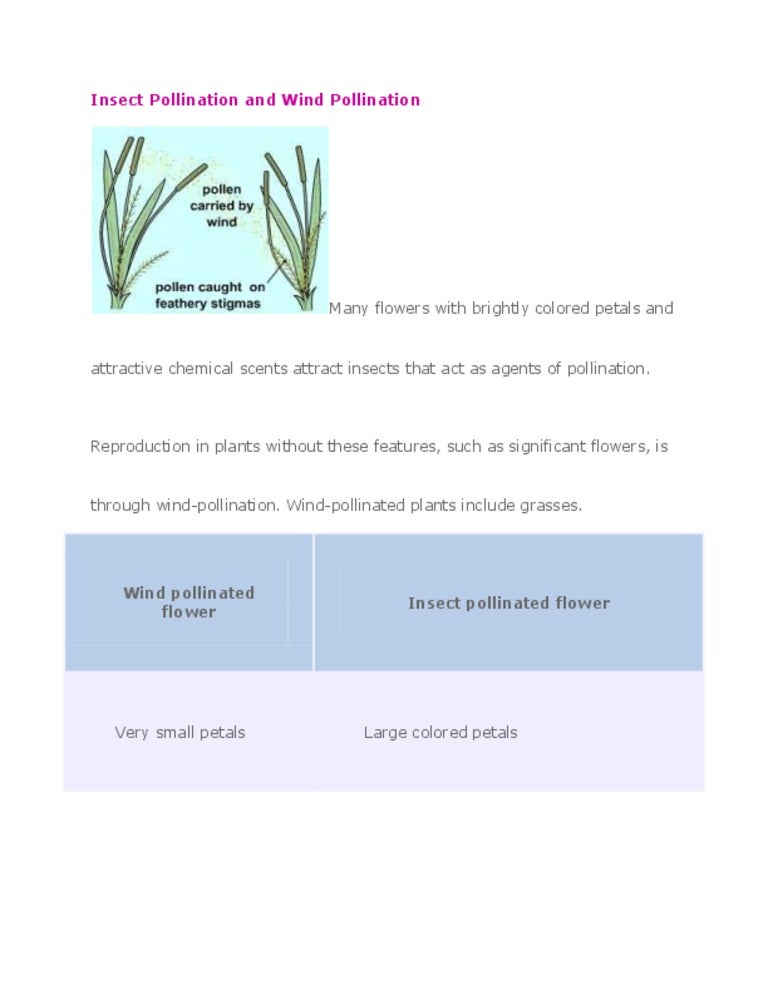 Insect pollination and wind pollination