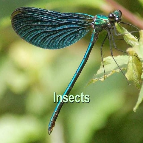 The good, bad, phylogeny, classification, anatomy, physiology ...