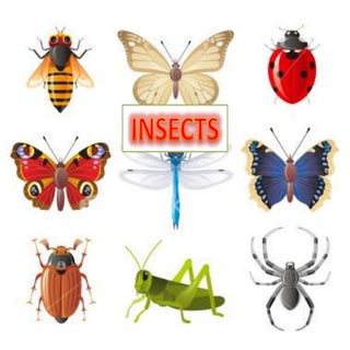 Insects