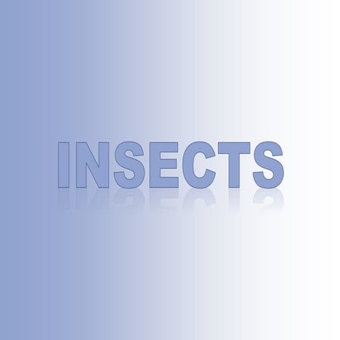 Insects