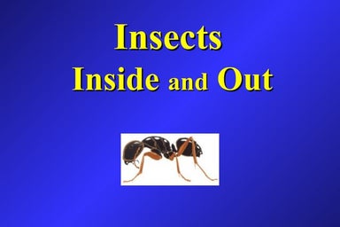 Insects