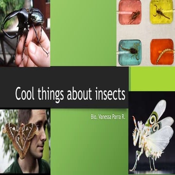 Cool things about insects!