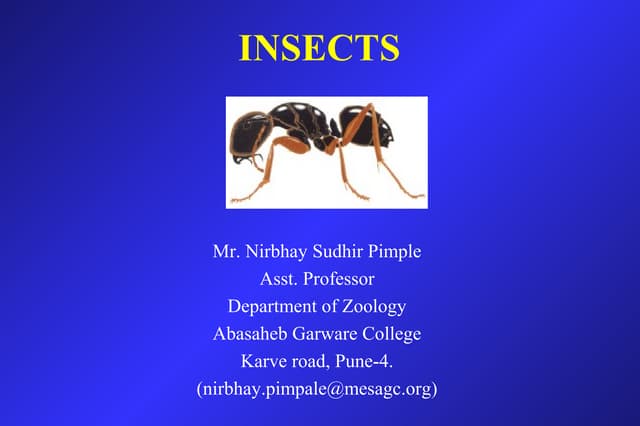 Insects