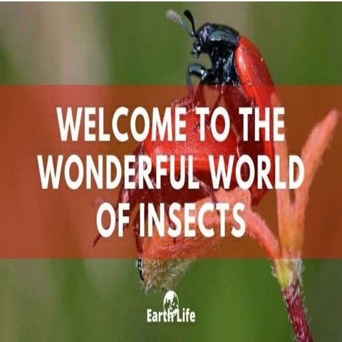 Insects 4 | PPT