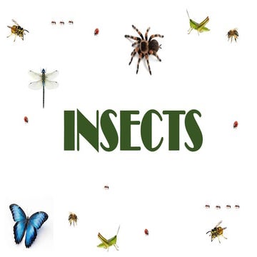 Comprehensive Bilingual Guide to Common Insects in English and Spanish ...