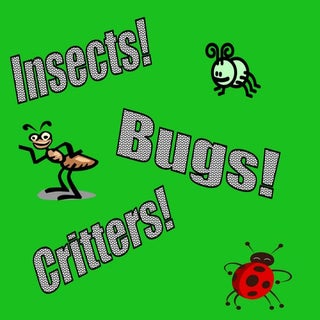Insects powerpoint