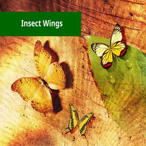 *"The Wonderful World of Insect Wings"* pptx.
