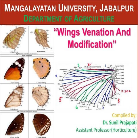 Insect wing venation and Its modification  Dr.Sunil Prajapati