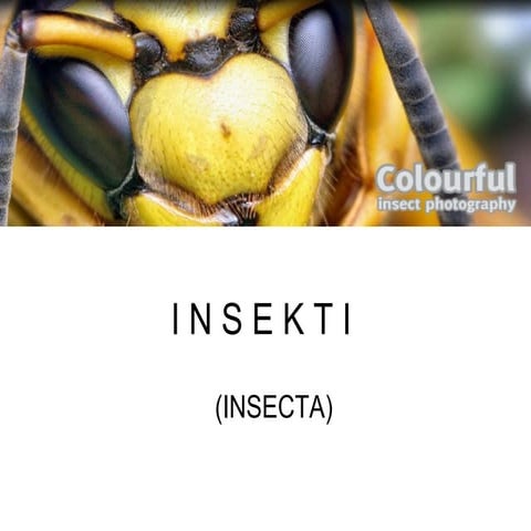 Pčele | PPT