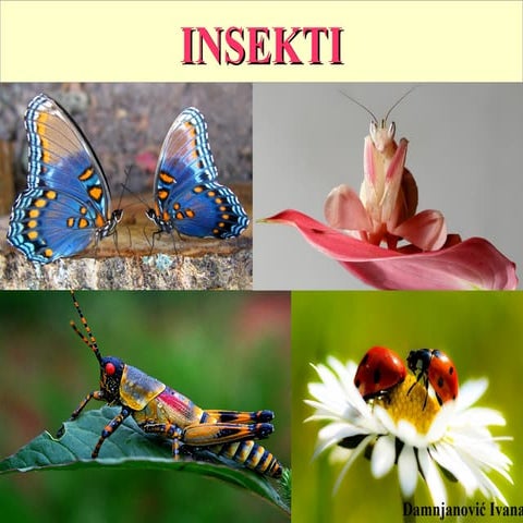 Insekti | PPTX