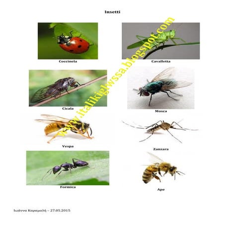 Uccelli (ii) | PDF