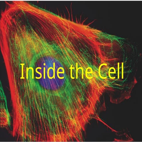 Inside the Cell show.ppsxvkfofjfjfkfofdndnfjken