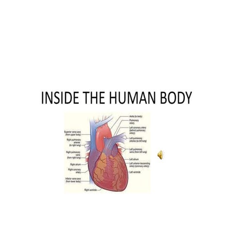 Inside the human body ACADEMIC LANGUAGE ESOL