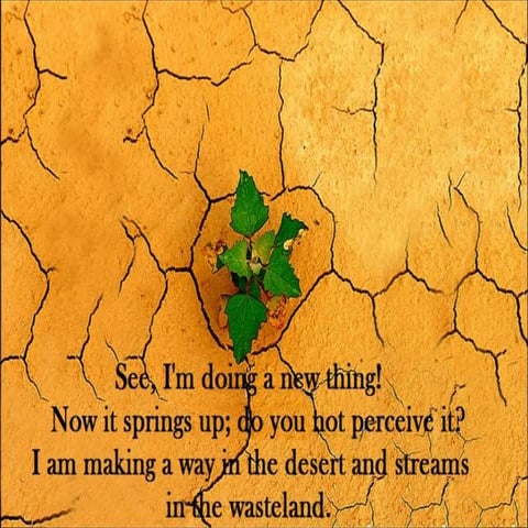 In situ conservation