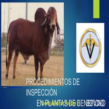 Inspeccion veterinaria bovina