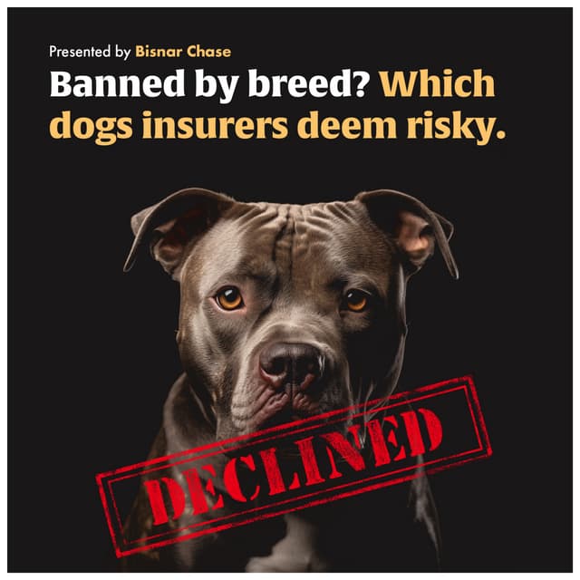 What the Insurance Industry Considers “High-Risk” Dog Breeds