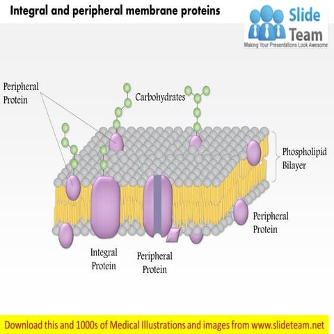 Integral and peripheral membrane proteins medical images for power point