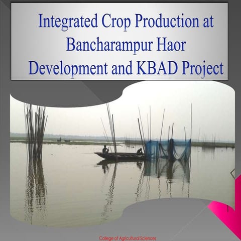 Integrated crop production at bancharampur haor development and kbad project
