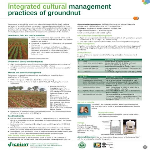 Integrated cultural management practices of groundnut
