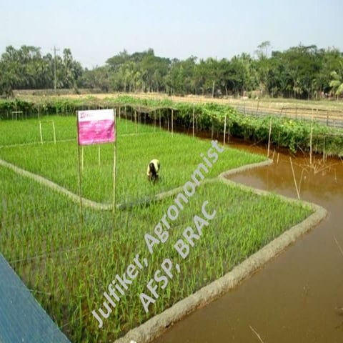 Integrated Rice-Vegetable-Fish culture | PPTX