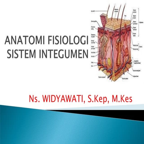 Sistem Integumen | PPTX