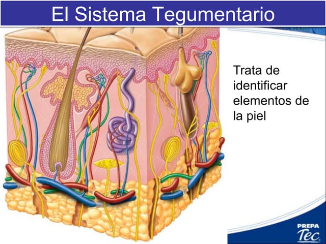 Integumentaryjorge16 esp