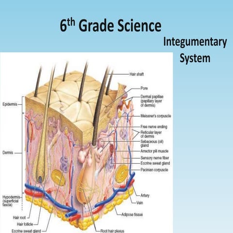 Integumentary system