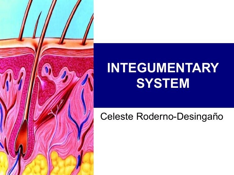 INTEGUMENTARY SYSTEM