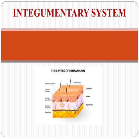 Integumentary system